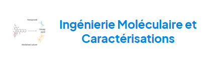 C2M - Ingenierie mol